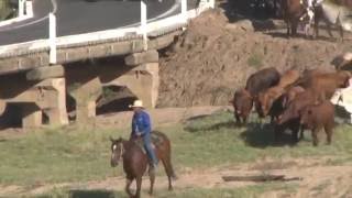 EIDSVOLD CATTLE DRIVE 2016 [upl. by Aneloj16]