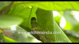 Common Tailor Bird stitches nest with elan Indias darzi chidiya or Orthotomus sutorius for sutures [upl. by Lemcke]