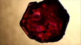 Unheated rough Ruby VS Lead Glass Filled rough Ruby [upl. by Niliram]