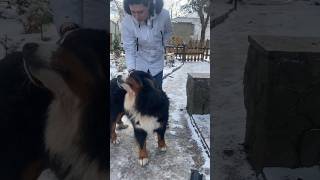 bernersennenhund bernesemountaindog bmd bernesedog bern bernerstyle bernerlovers бернский [upl. by Eceryt483]