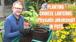 Planting Chinese Lanterns in Pots  Physalis alkekengi  Unusual Perennial Plants  Autumn Interest [upl. by Ahsilram]