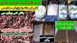 How to buy red wiggler  With count or by weightMR Organic Vermicompost Farming [upl. by Gent857]