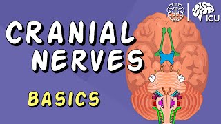 Cranial Nerve BASICS  The 12 cranial nerves and how to REMEMBER them [upl. by Hannahs]