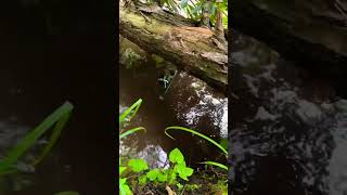 Trx4m submerged under water swamping like sub [upl. by Hafeenah]