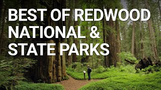 Top Things You NEED To Do In Redwood National Park California [upl. by Felten]