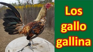 LOS GALLO GALLINA [upl. by Baniez892]