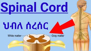 How Spinal Cord Works ascending tractsdescending tracts ህብለ ሰረሰር የአንጎል ክፍል እንዴት ይሰራል spinalcord [upl. by Erhart]