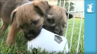 Ridiculous Border Terrier Puppies Destroy Soccer Ball In Under 30 Seconds  Puppy Love [upl. by Macrae418]