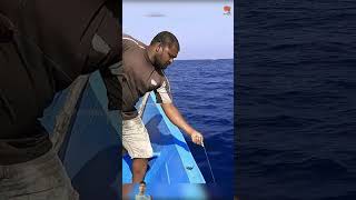 fishing kingfish fish bigfish fisherman shorts viralvideo [upl. by Boleyn660]