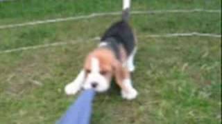 beagle  puppies six weeks old [upl. by Pliske]