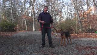 Airedale Terrier Training  Winston Salem NC  Newman [upl. by Eilrac]