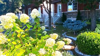 The Last Garden Tour Of My Front Yard Pererennial Garden gardentour garden gardening relaxing [upl. by Naujyt]