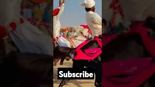 Horse Race in sindh [upl. by Yblehs]