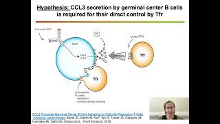 Dual role of follicular regulatory T cells in the control of B cellresponse to vaccination [upl. by Diane-Marie414]