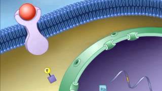 cell proliferation signaling pathway [upl. by Darees]