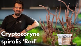 Cryptocoryne spiralis ‘Red’  Liquid Nature Pflanzenvorstellung [upl. by Larrad700]