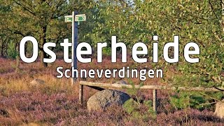 Malerische Osterheide in Schneverdingen Lüneburger Heide [upl. by Kan]