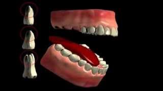 Tooth Furcation Bifurcation Trifurkation [upl. by Tab764]