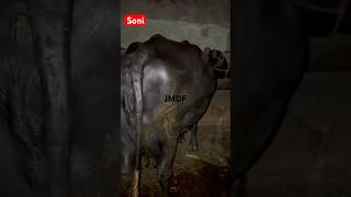 Soni Murrah Buffalo jaymalhardairyfarm shorts ytshorts [upl. by Htebazileharas]