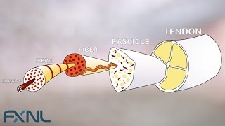 Tendinitis Tendinosis Tendinopathy Exercise is the best medicine for tendon pain [upl. by Eadas]