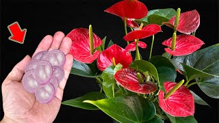 Put A Little At The Base Of A Weak Anthurium And It Will Bloom Immediately [upl. by Elime734]