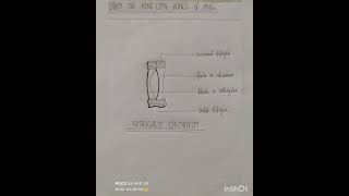 HIND LIMB BONES OF FROG  ASTRAGALUS CALCANEUM shorts students study [upl. by Milan]