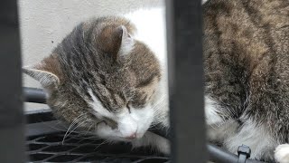 Britains true ruler Larry the Downing Street cat  AFP [upl. by Agata786]