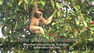 Eastern Hoolock Gibbon the only lesser ape found in India [upl. by Killoran]