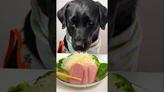 Dog Mukbang Foods shorts [upl. by Anha]