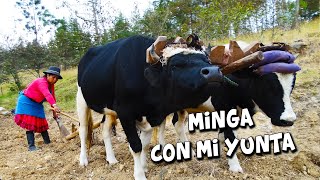 Un día de MINGA con mi YUNTA para el huasipungo [upl. by Lemert]