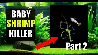 5 Day 3 Course Part 2  How To Get Rid of Hydra In A Shrimp Tank With No Planaria Part 2 [upl. by Santoro]