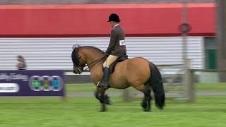 Royal Highland Showcase  Ridden Highland Pony Highlights [upl. by Nnylaf]