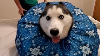 FUNNIEST Huskies 😂  BEST Compilation of Dogs [upl. by Caia850]