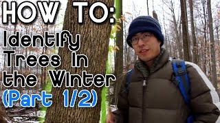 How to Identify Trees in the Winter Part 1 [upl. by Ecyob]