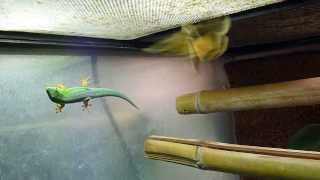 Cepediana Day Gecko vs Moth [upl. by Dowd]