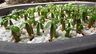 How to harvest Adenium seeds and grow them [upl. by Egor]