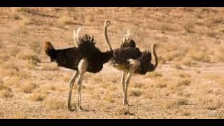 Ostrich  MBUNI   Short video  4KUHD  Birds Photography  Wildlife  Animals [upl. by Elleuqram]