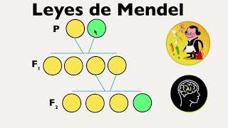 Leyes de Mendel principio de uniformidad principio de la segregacion y transmisión independiente [upl. by Ellard325]