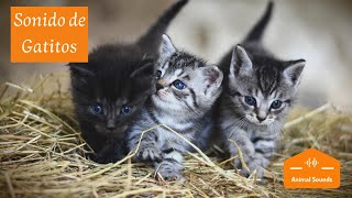 Sonidos de Gatitos Bebés Recién Nacidos Maullando 😸 Tiernos Llorando Llamando a su Mama 😸 [upl. by Akimehs]