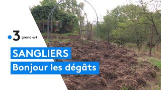 Les habitants de PetiteRosselle en Moselle excédés par les dégâts des sangliers [upl. by Malvin]