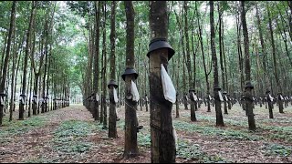 Eerie rubber plantation [upl. by Sabec]