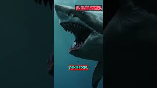 Datos asombrosos de los Megalodones sabiasque curiosidades megalodon conocimiento shorts [upl. by Ahsropal894]