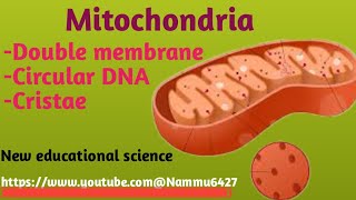 Mitochondria httpswwwyoutobecomNammu6427New educational Science [upl. by Iviv10]