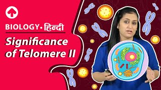 Significance of Telomere 2  Biology [upl. by Nyra738]