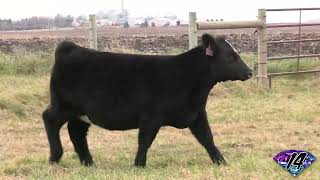 2024 Jewels of the Northland Lot 14 [upl. by Vaios]