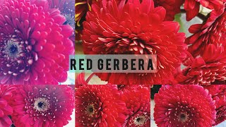 Watch these gorgeous red gerbera jamesonii flowers bloom 🌸🌺 2024 [upl. by Rabma240]