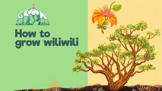 How to grow wiliwili [upl. by Fendig]