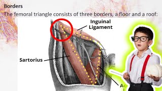 Femoral triangle Anatomy [upl. by Lita]