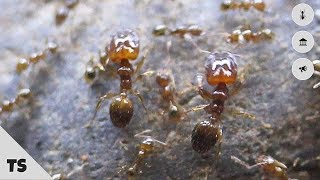 Ant Keeping 101  Keeping Pheidole Ant Colony [upl. by Ayisan504]