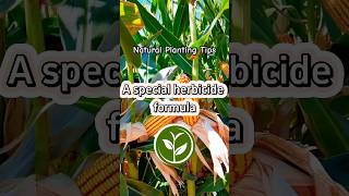 A special herbicide formula plants shortvideo garden youtubeshorts farming howto viralvideo [upl. by Nestor983]